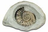 Ammonite (Androgynoceras) Fossil In Concretion - England #350694-2